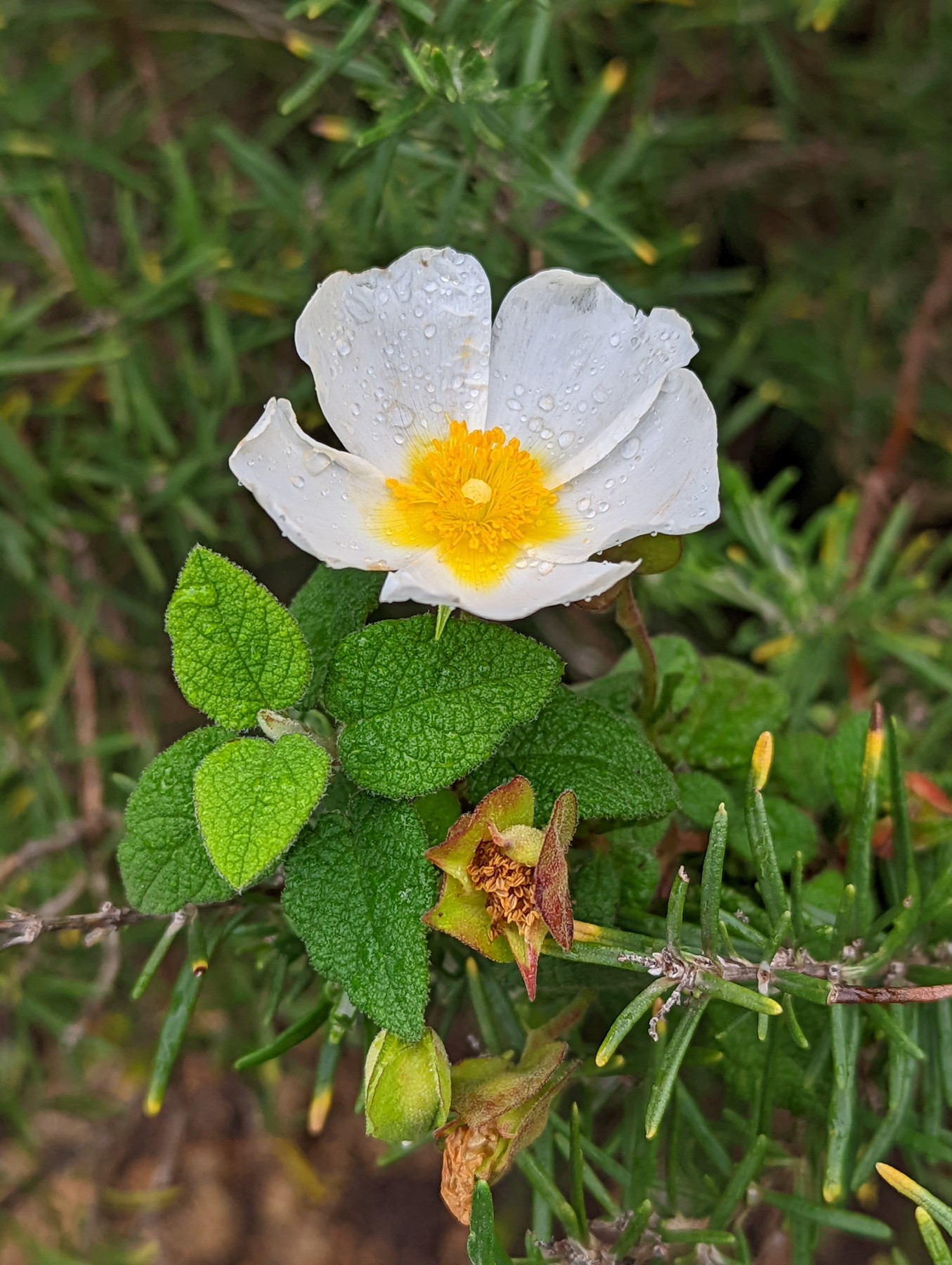 Local hiking Marxuquera